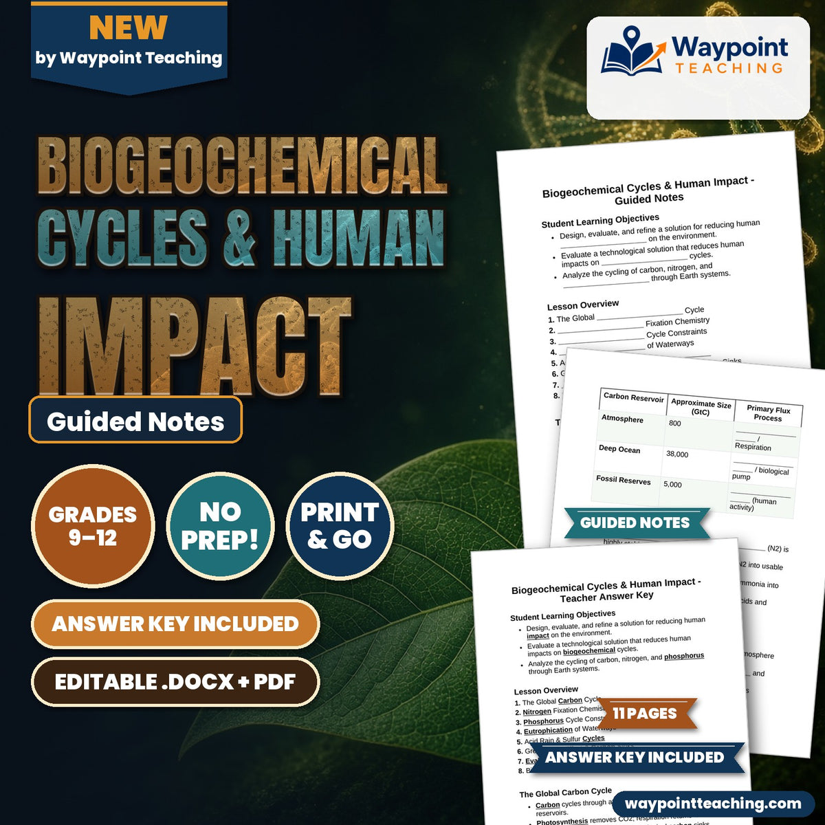 Biogeochemical Cycles & Human Impact Guided Notes cover