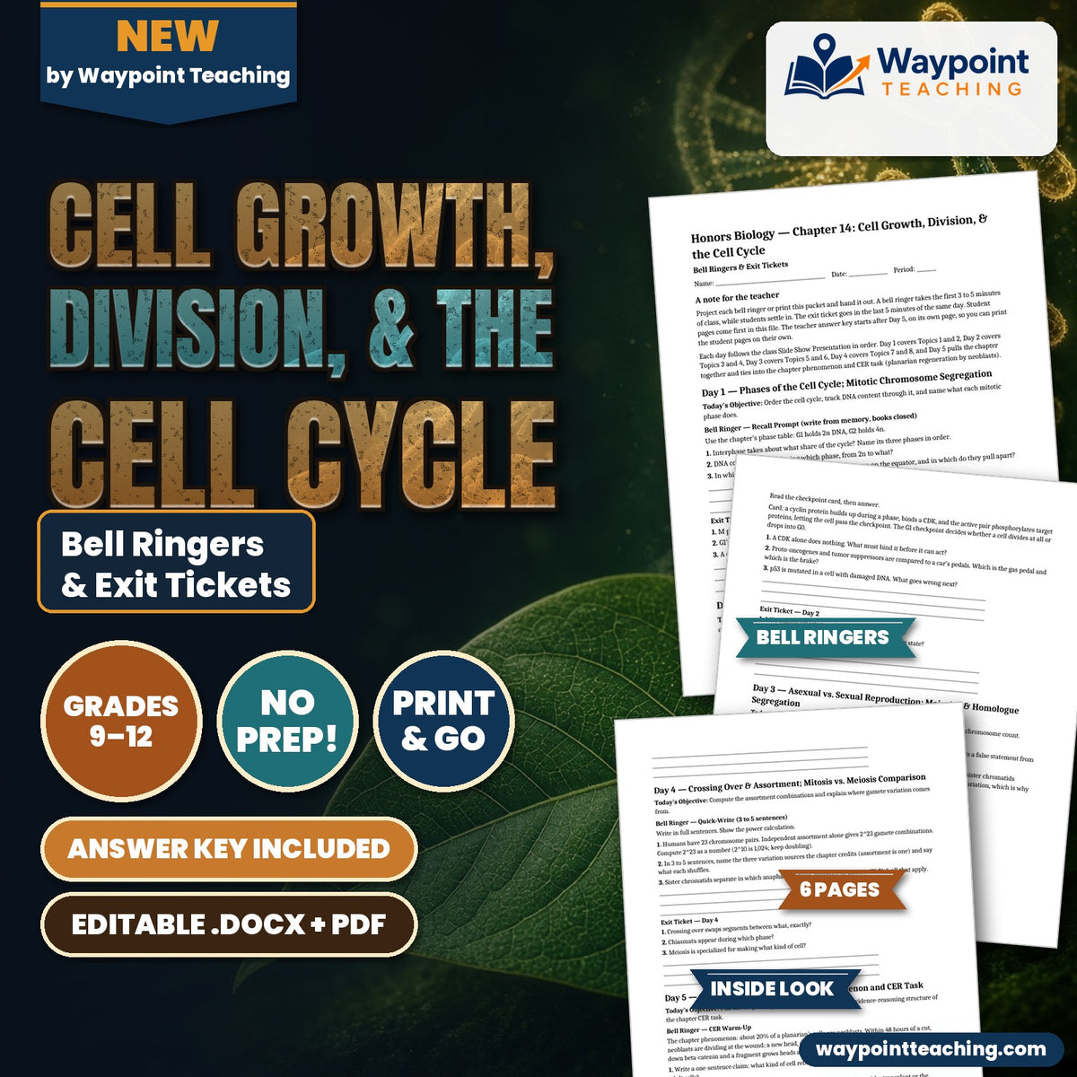Cell Growth, Division, &  the Cell Cycle Bell Ringers & Exit Tickets cover
