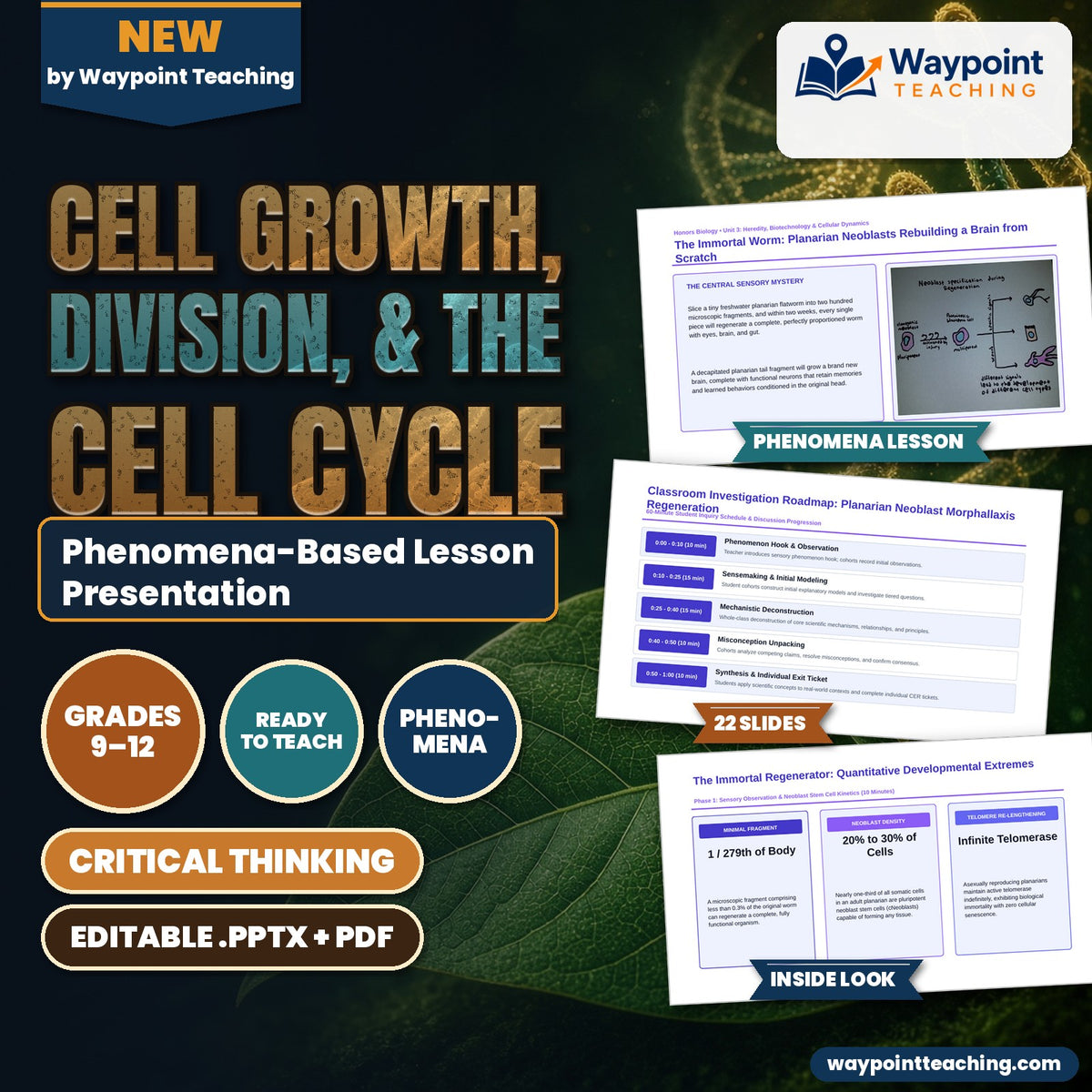 Cell Growth, Division, &  the Cell Cycle Phenomena-Based Lesson: The Immortal Worm: Planarian Neoblasts Rebuilding a Brain from Scratch Presentation cover
