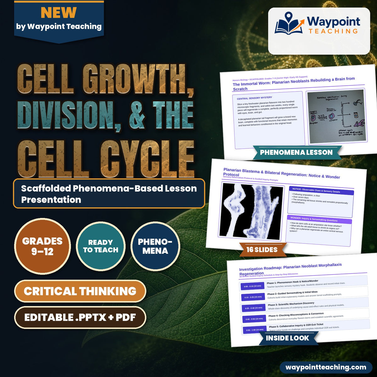 Cell Growth, Division, &  the Cell Cycle Scaffolded Phenomena-Based Lesson: The Immortal Worm: Planarian Neoblasts Rebuilding a Brain from Scratch Presentation cover