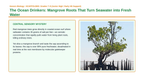 Cell Membrane Structure & Transport Scaffolded Phenomena-Based Lesson: The Ocean Drinkers: Mangrove Roots That Turn Seawater into Fresh Water Presentation sample page