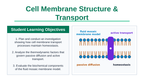 Cell Membrane Structure & Transport Slide Show Presentation sample page