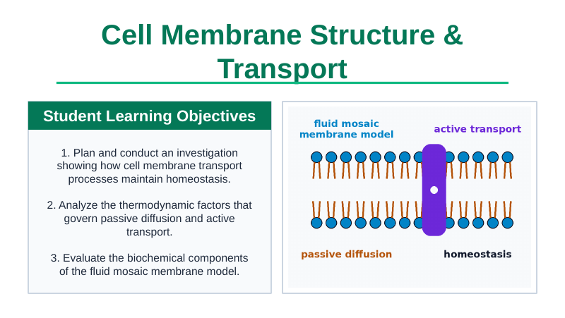 Cell Membrane Structure & Transport Slide Show Presentation sample page