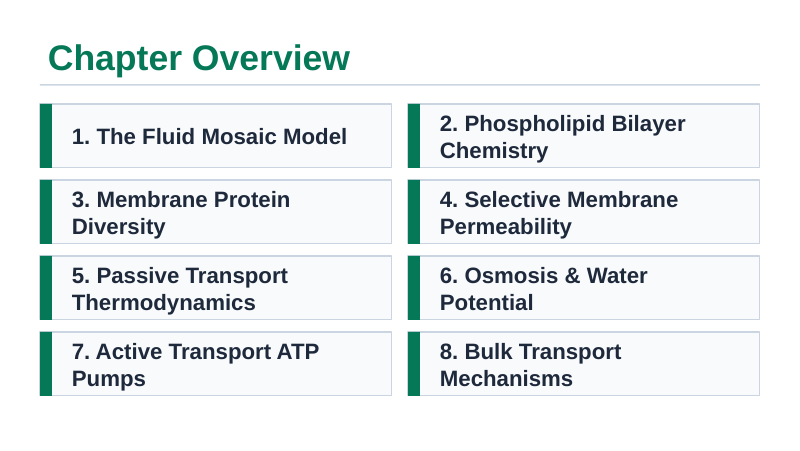 Cell Membrane Structure & Transport Slide Show Presentation sample page