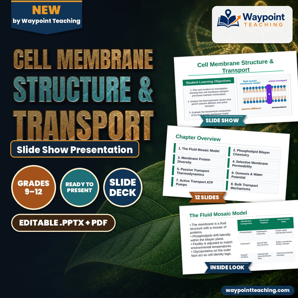Cell Membrane Structure & Transport Slide Show Presentation cover