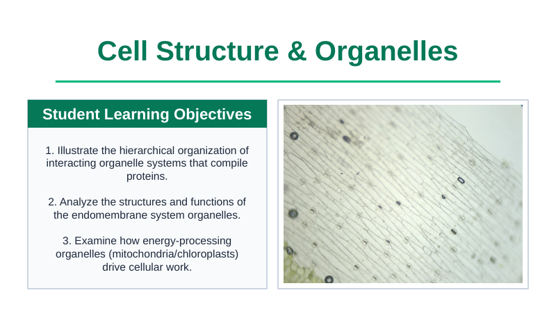 Cell Structure & Organelles Slide Show Presentation sample page