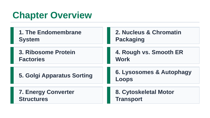 Cell Structure & Organelles Slide Show Presentation sample page