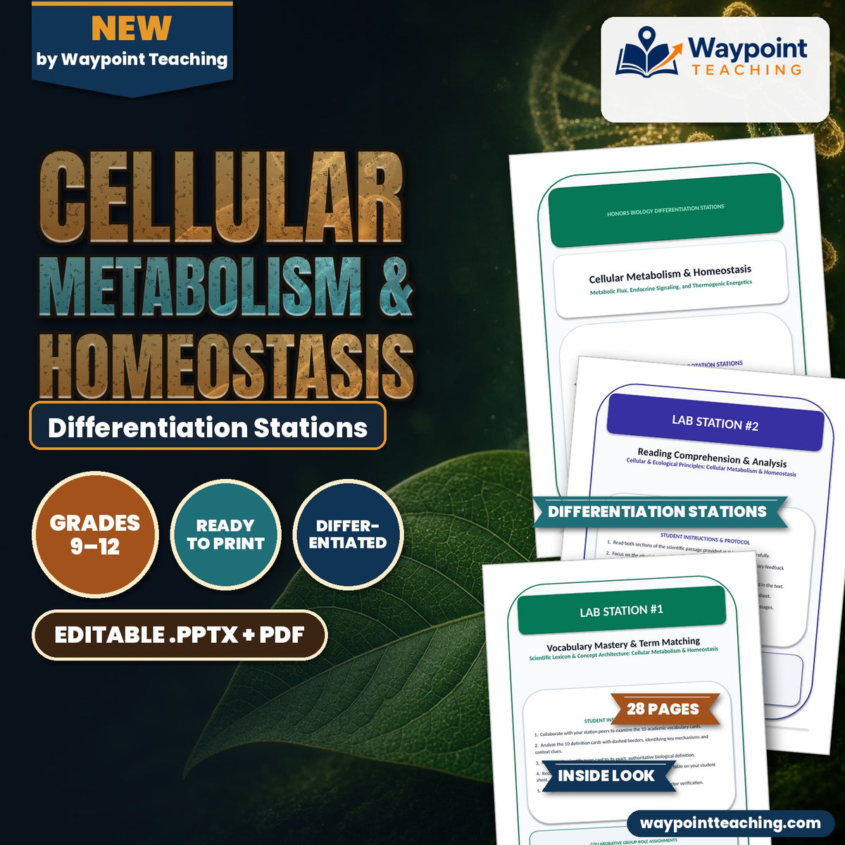 Cellular Metabolism & Homeostasis Differentiation Stations cover