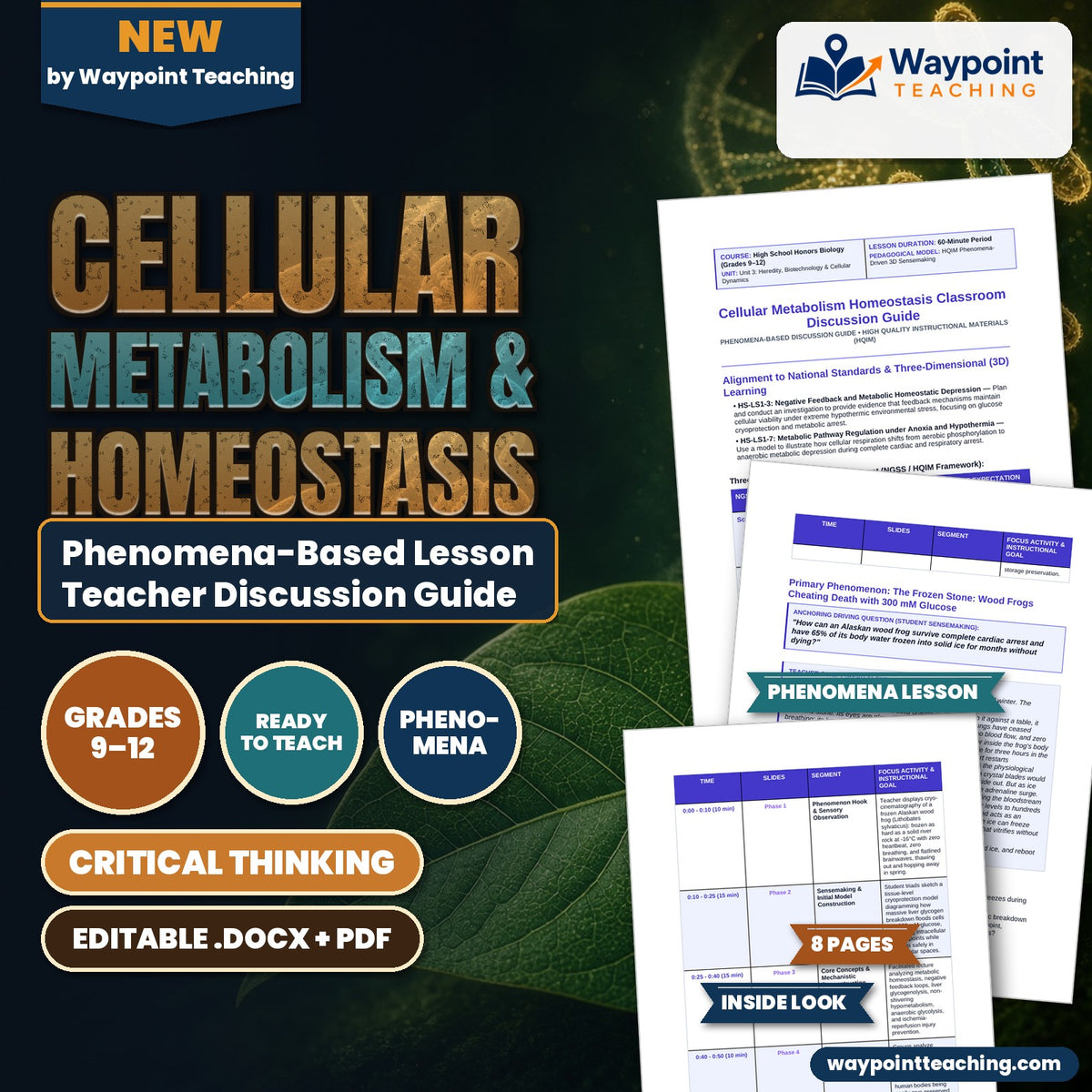 Cellular Metabolism & Homeostasis Phenomena-Based Lesson: The Frozen Stone: Wood Frogs Cheating Death with 300 mM Glucose Teacher Discussion Guide cover