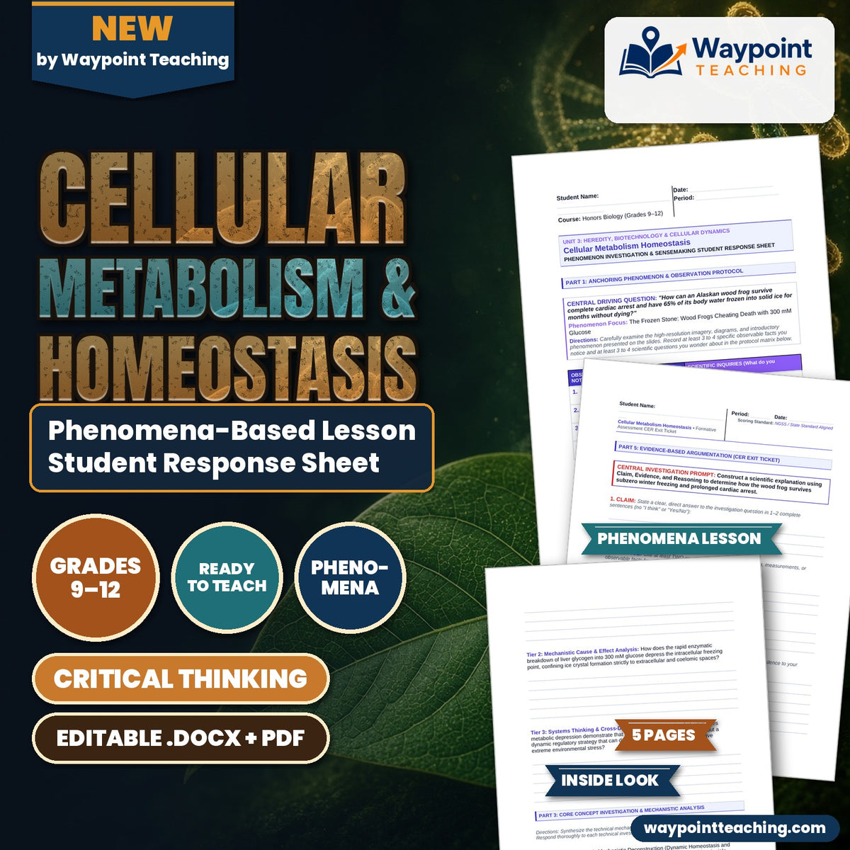 Cellular Metabolism & Homeostasis Phenomena-Based Lesson: The Frozen Stone: Wood Frogs Cheating Death with 300 mM Glucose Student Response Sheet cover