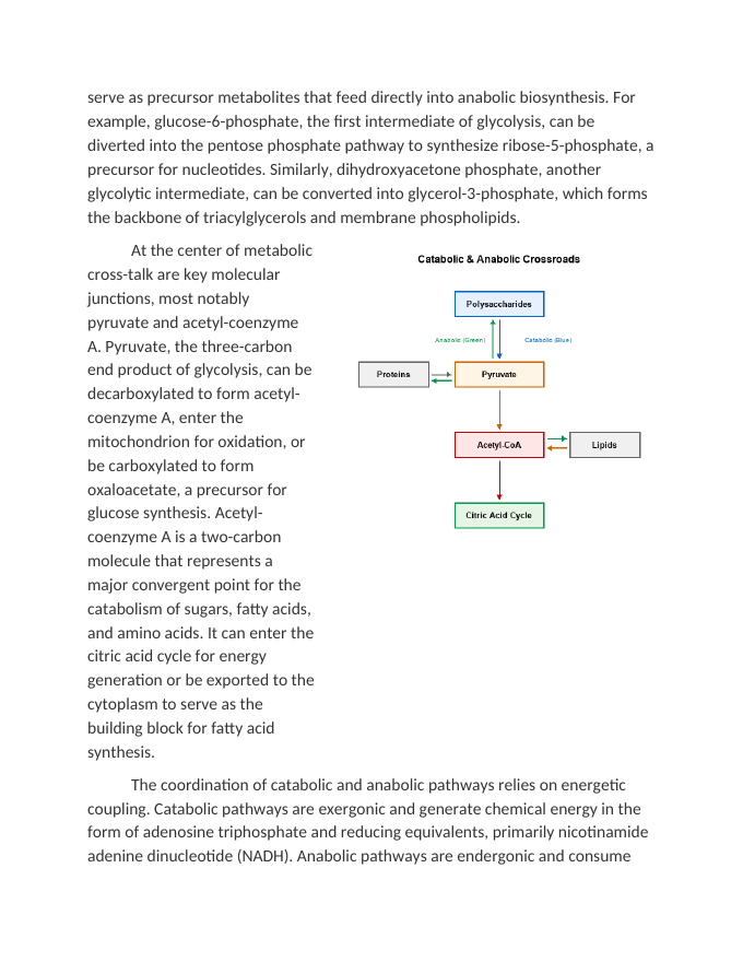 Cross-Talk Between Catabolic and Anabolic Pathways Reading Worksheet sample page
