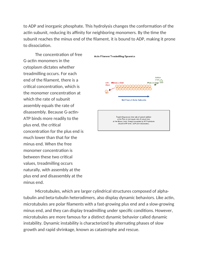 Cytoskeletal Dynamics: Treadmilling in Actin and Microtubules Reading Worksheet sample page