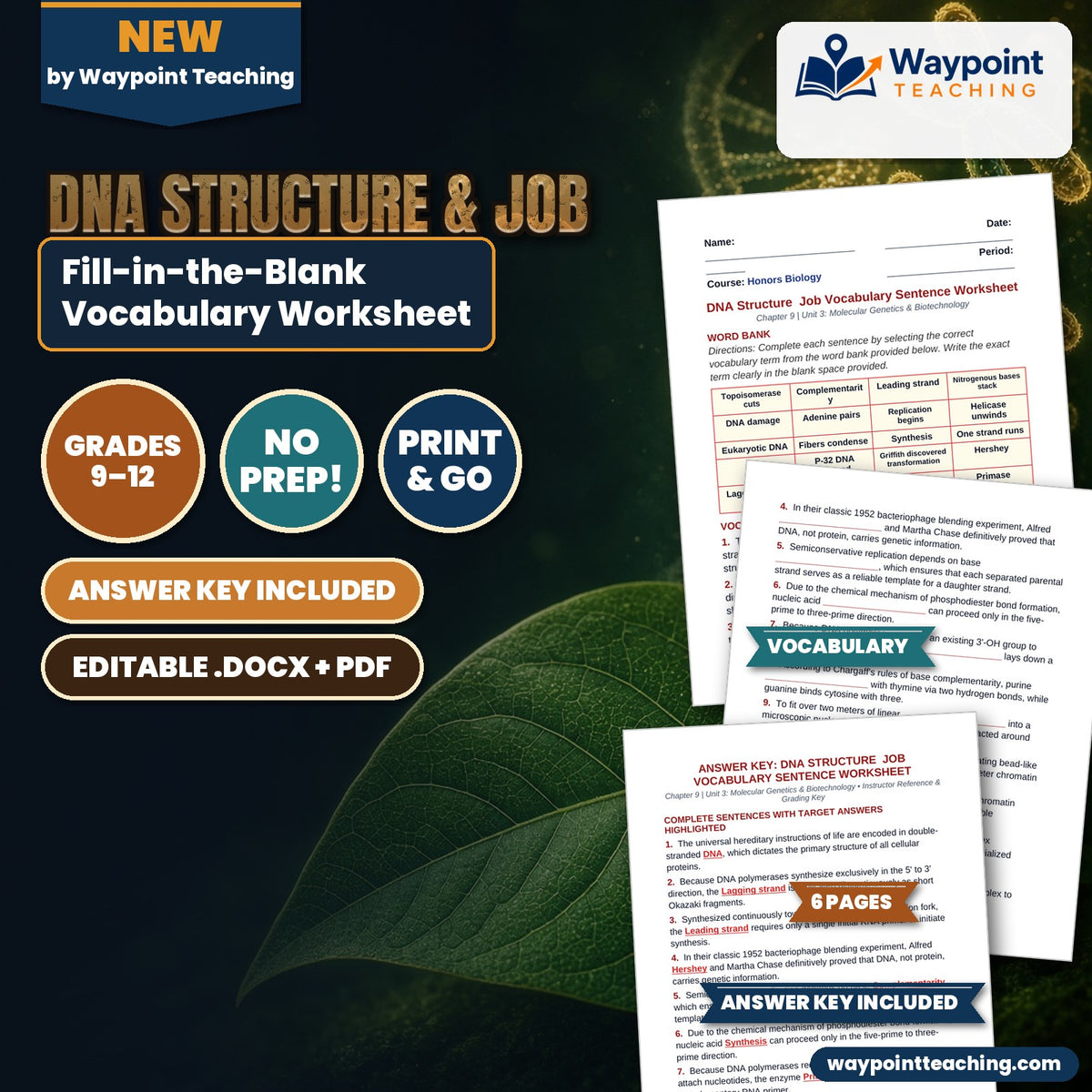 DNA Structure & Job Fill-in-the-Blank Vocabulary Worksheet cover