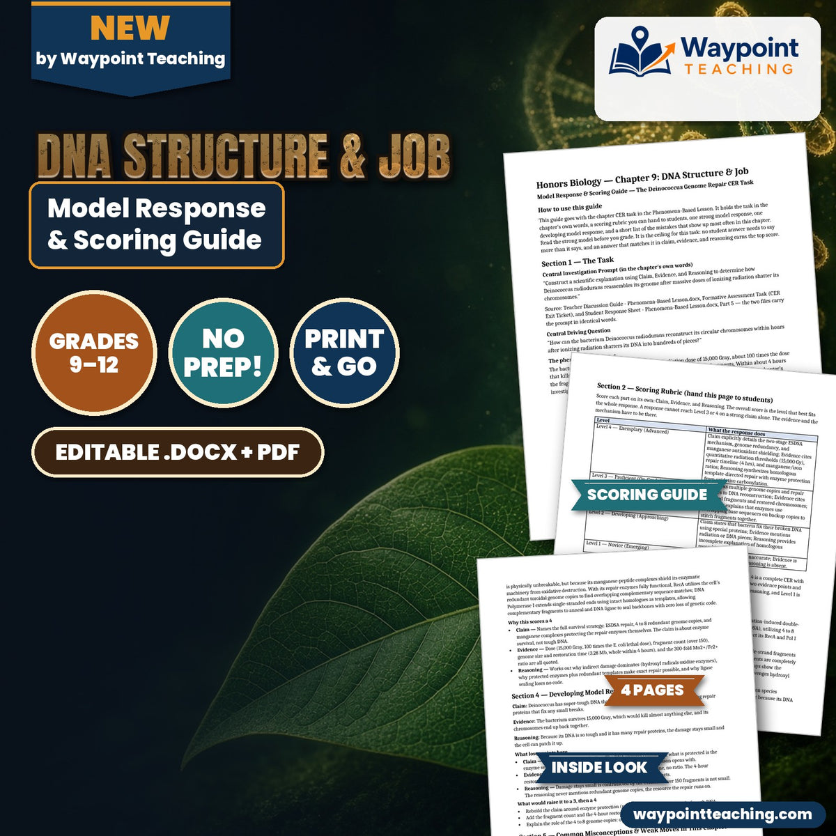 DNA Structure & Job Model Response & Scoring Guide cover