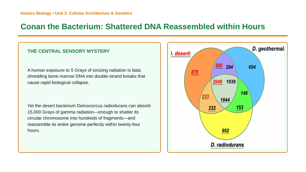 DNA Structure & Job Phenomena-Based Lesson: Conan the Bacterium: Shattered DNA Reassembled within Hours Presentation sample page