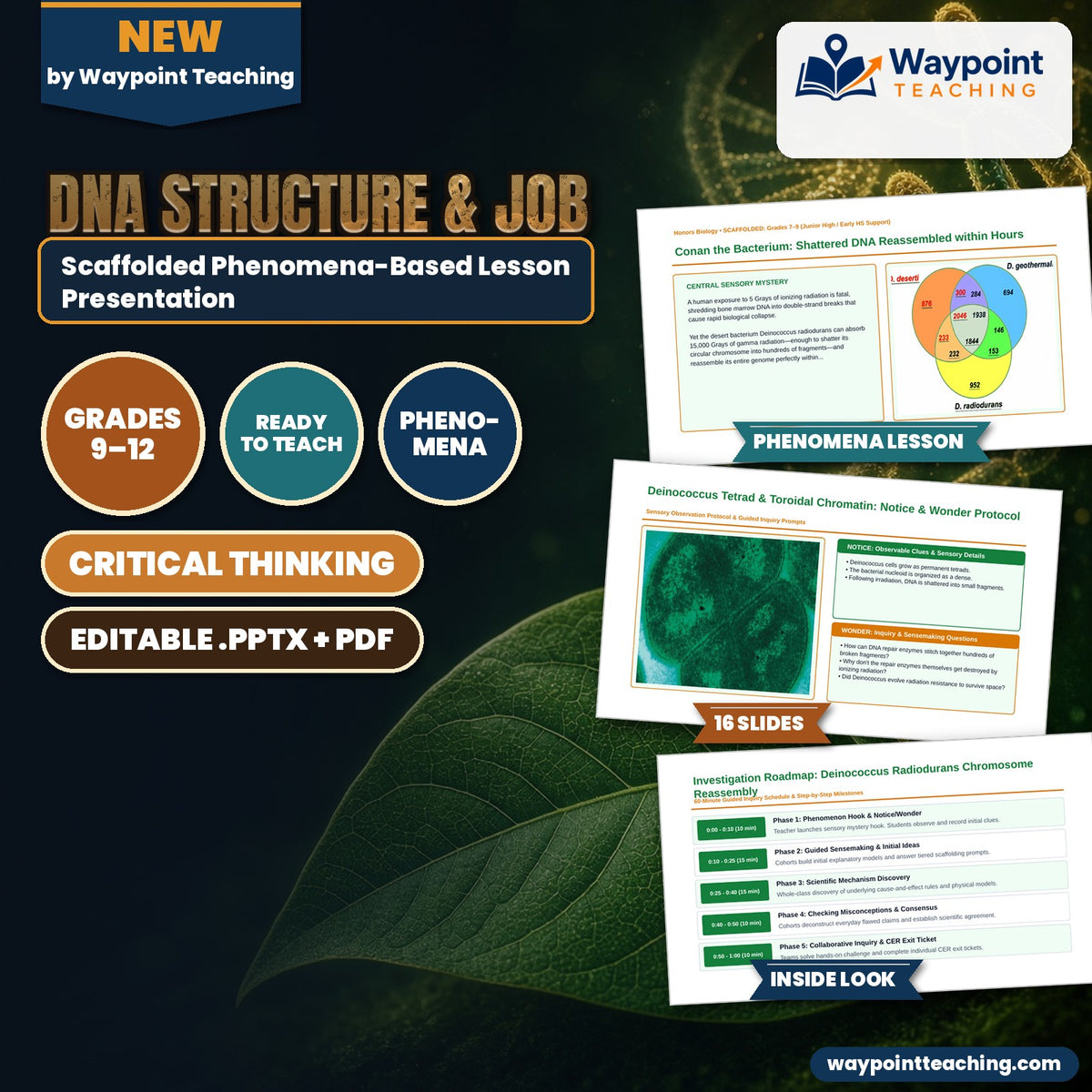DNA Structure & Job Scaffolded Phenomena-Based Lesson: Conan the Bacterium: Shattered DNA Reassembled within Hours Presentation cover