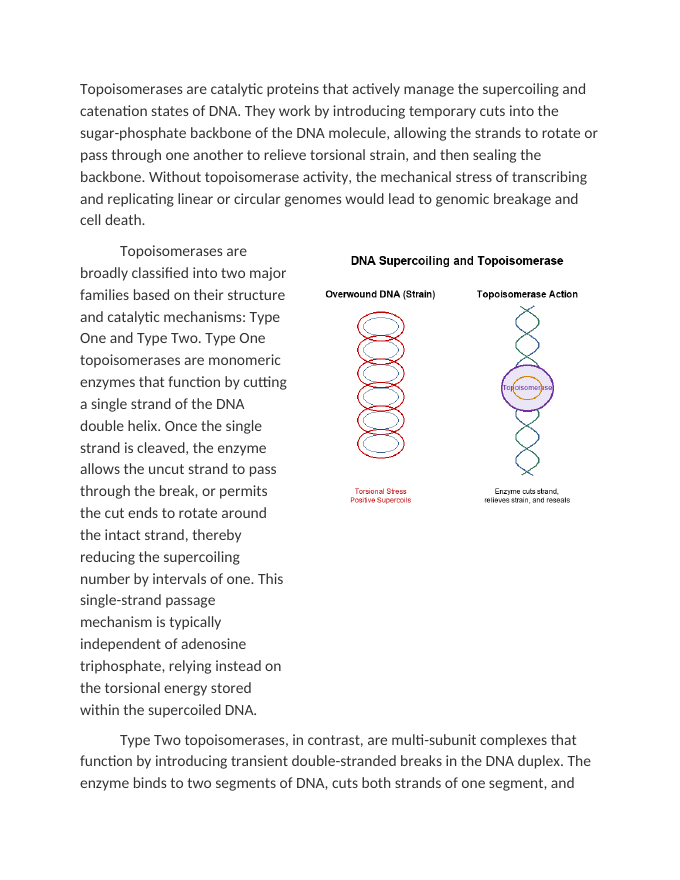 DNA Supercoiling and Topoisomerase Function Reading Worksheet sample page