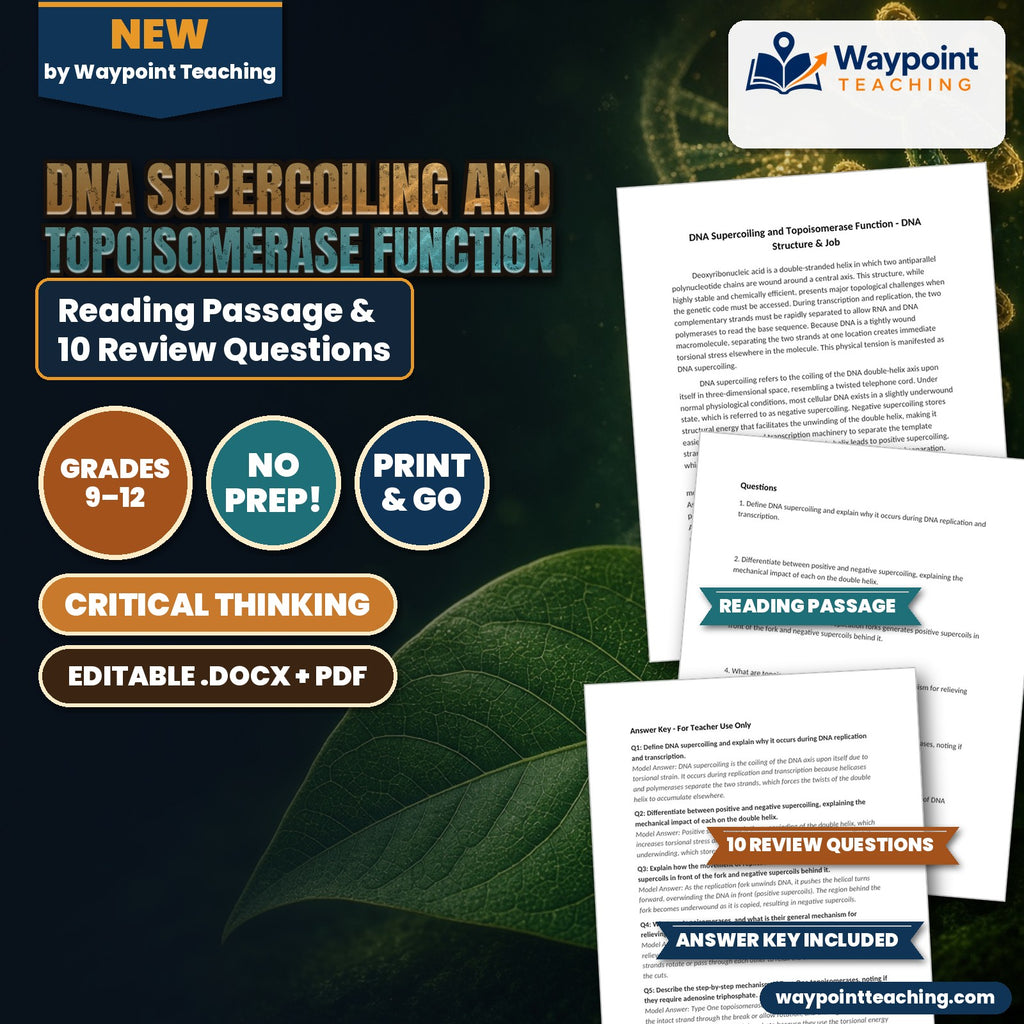 DNA Supercoiling and Topoisomerase Function Reading Worksheet cover