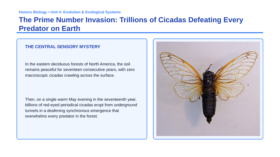 Ecological Demographics Phenomena-Based Lesson: The Prime Number Invasion: Trillions of Cicadas Defeating Every Predator on Earth Presentation sample page