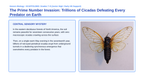 Ecological Demographics Scaffolded Phenomena-Based Lesson: The Prime Number Invasion: Trillions of Cicadas Defeating Every Predator on Earth Presentation sample page