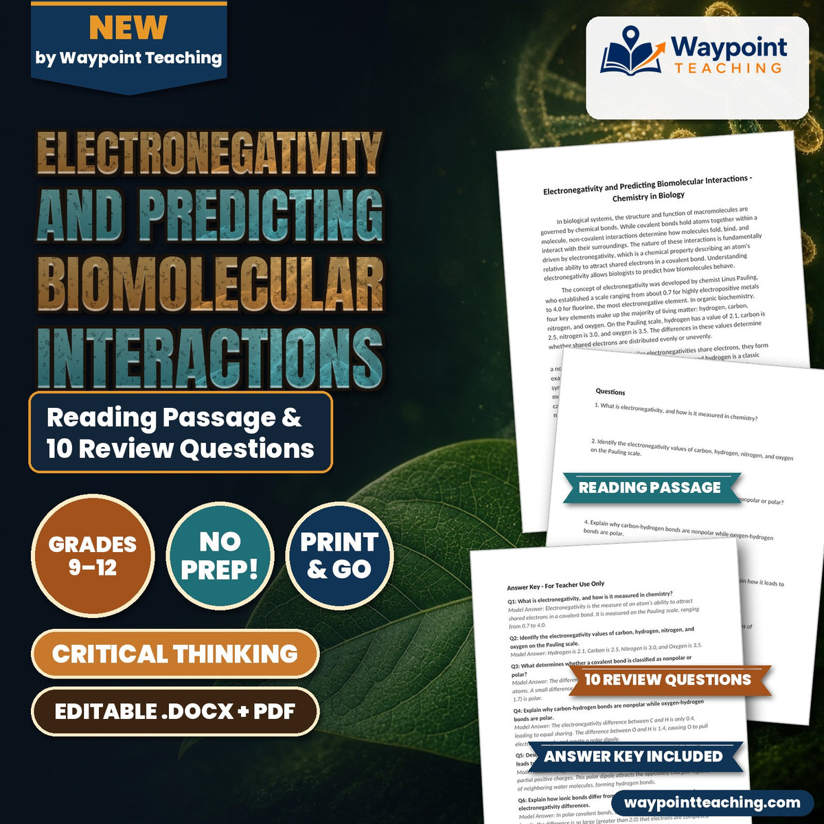 Electronegativity and Predicting Biomolecular Interactions Reading Worksheet cover