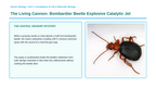 Enzymes & Biochemical Reactions Phenomena-Based Lesson: The Living Cannon: Bombardier Beetle Explosive Catalytic Jet Presentation sample page