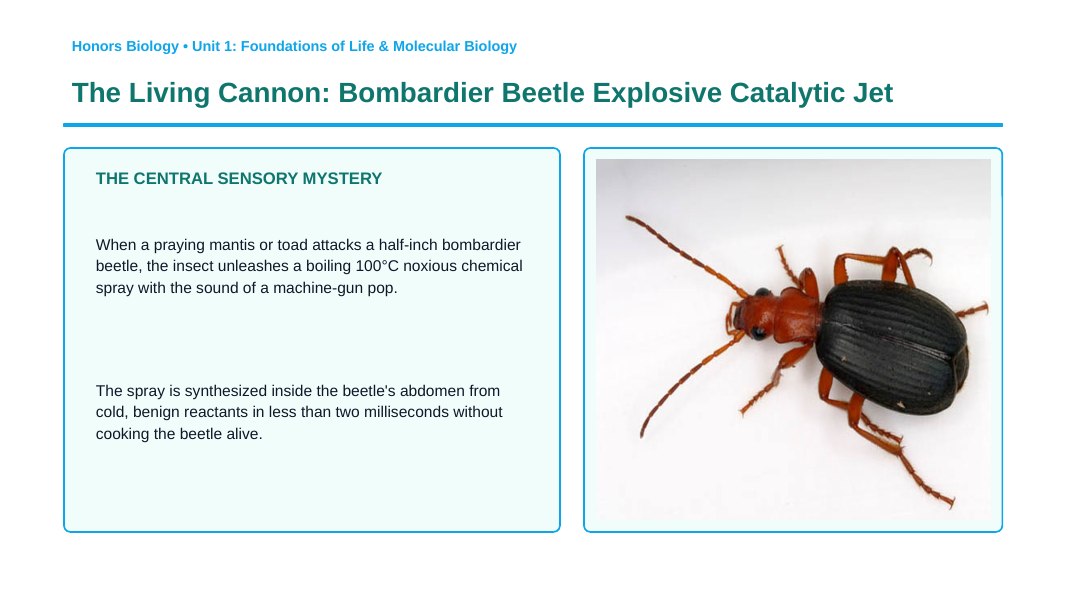 Enzymes & Biochemical Reactions Phenomena-Based Lesson: The Living Cannon: Bombardier Beetle Explosive Catalytic Jet Presentation sample page