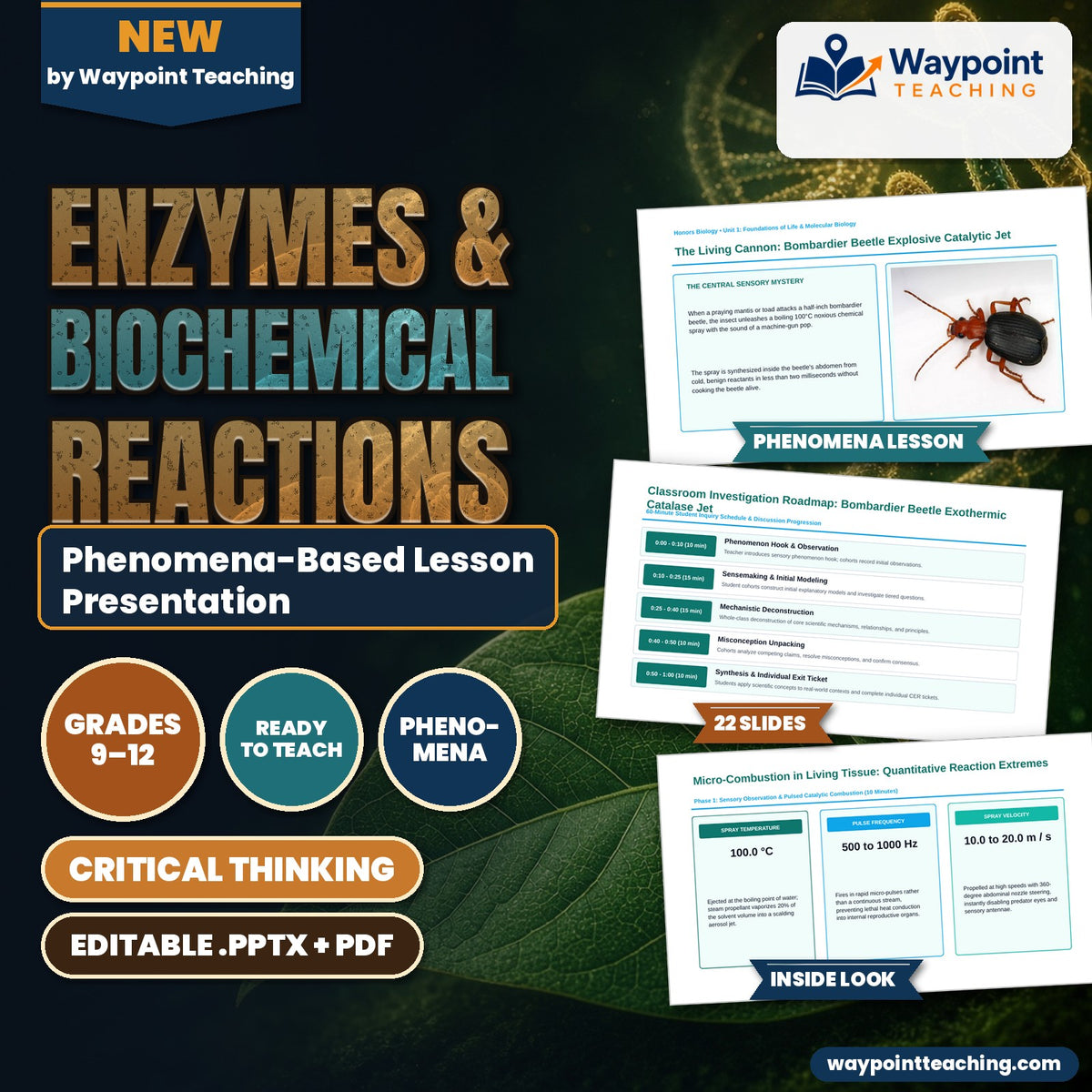 Enzymes & Biochemical Reactions Phenomena-Based Lesson: The Living Cannon: Bombardier Beetle Explosive Catalytic Jet Presentation cover