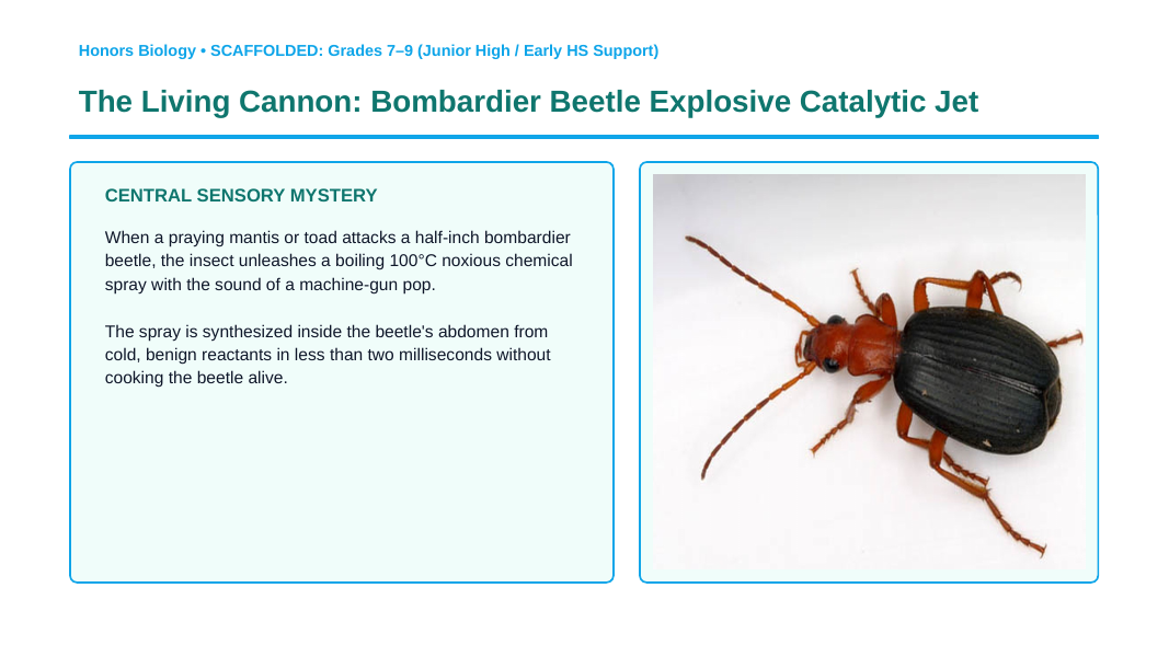 Enzymes & Biochemical Reactions Scaffolded Phenomena-Based Lesson: The Living Cannon: Bombardier Beetle Explosive Catalytic Jet Presentation sample page