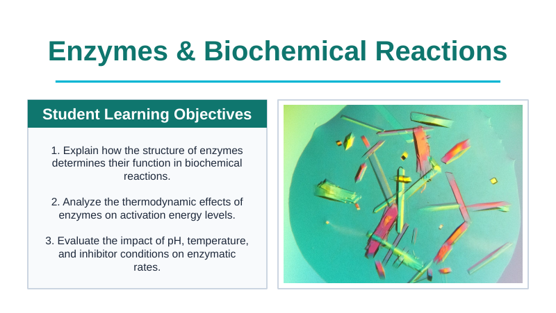 Enzymes & Biochemical Reactions Slide Show Presentation sample page