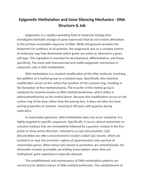 Epigenetic Methylation and Gene Silencing Mechanics Reading Worksheet sample page