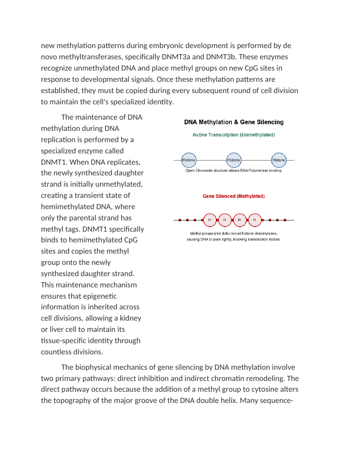 Epigenetic Methylation and Gene Silencing Mechanics Reading Worksheet sample page