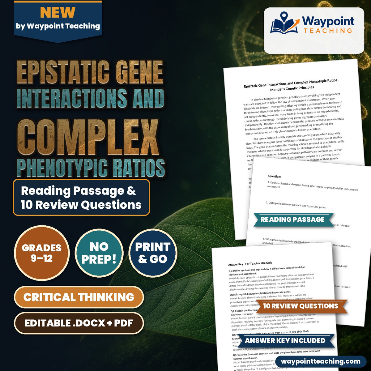 Epistatic Gene Interactions and Complex Phenotypic Ratios Reading Worksheet cover
