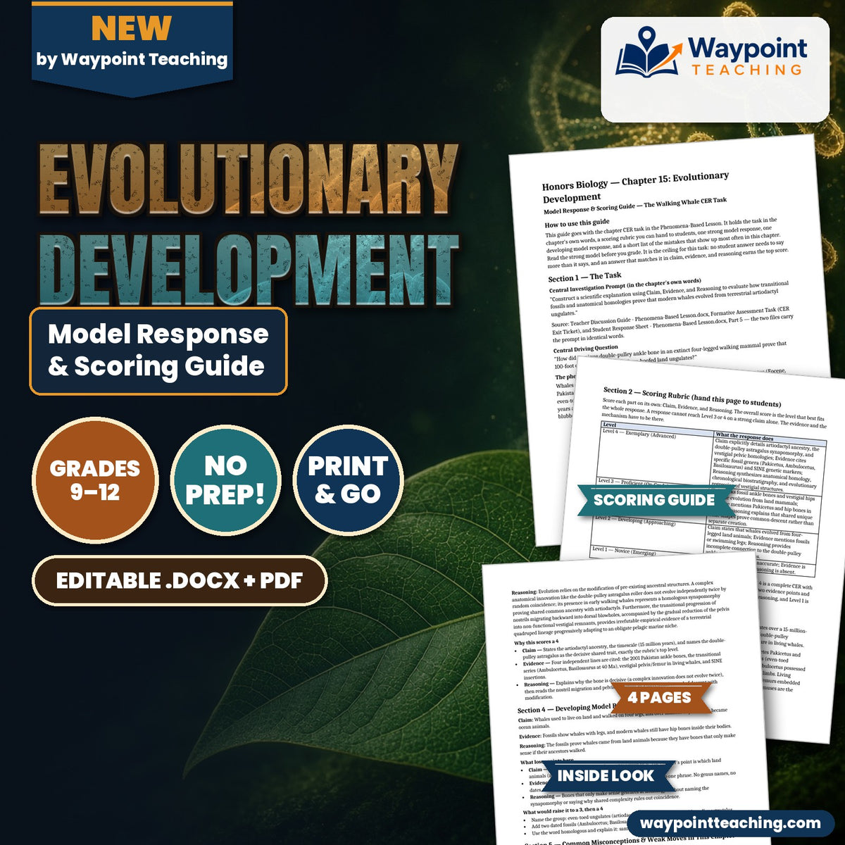 Evolutionary Development Model Response & Scoring Guide cover