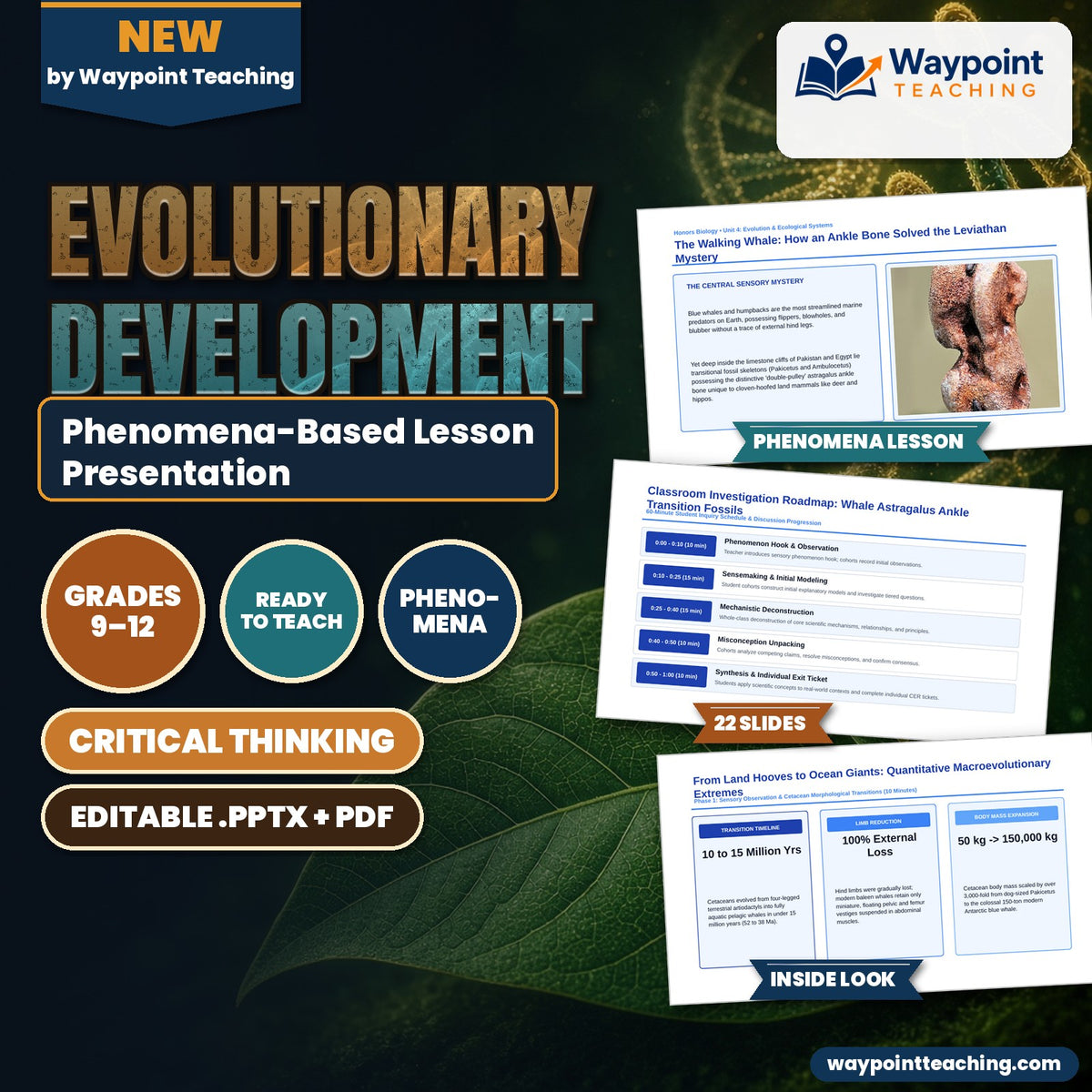 Evolutionary Development Phenomena-Based Lesson: The Walking Whale: How an Ankle Bone Solved the Leviathan Mystery Presentation cover