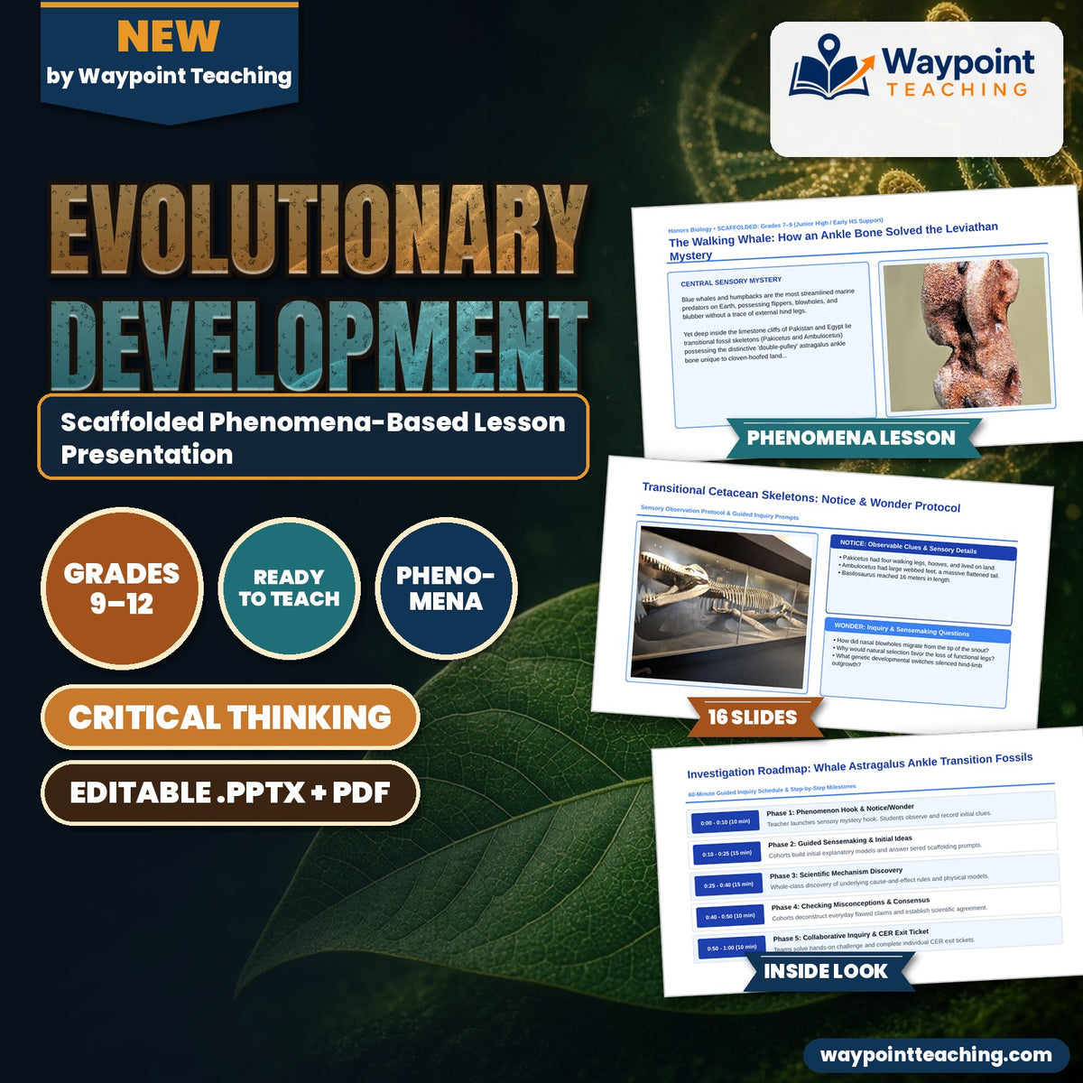 Evolutionary Development Scaffolded Phenomena-Based Lesson: The Walking Whale: How an Ankle Bone Solved the Leviathan Mystery Presentation cover