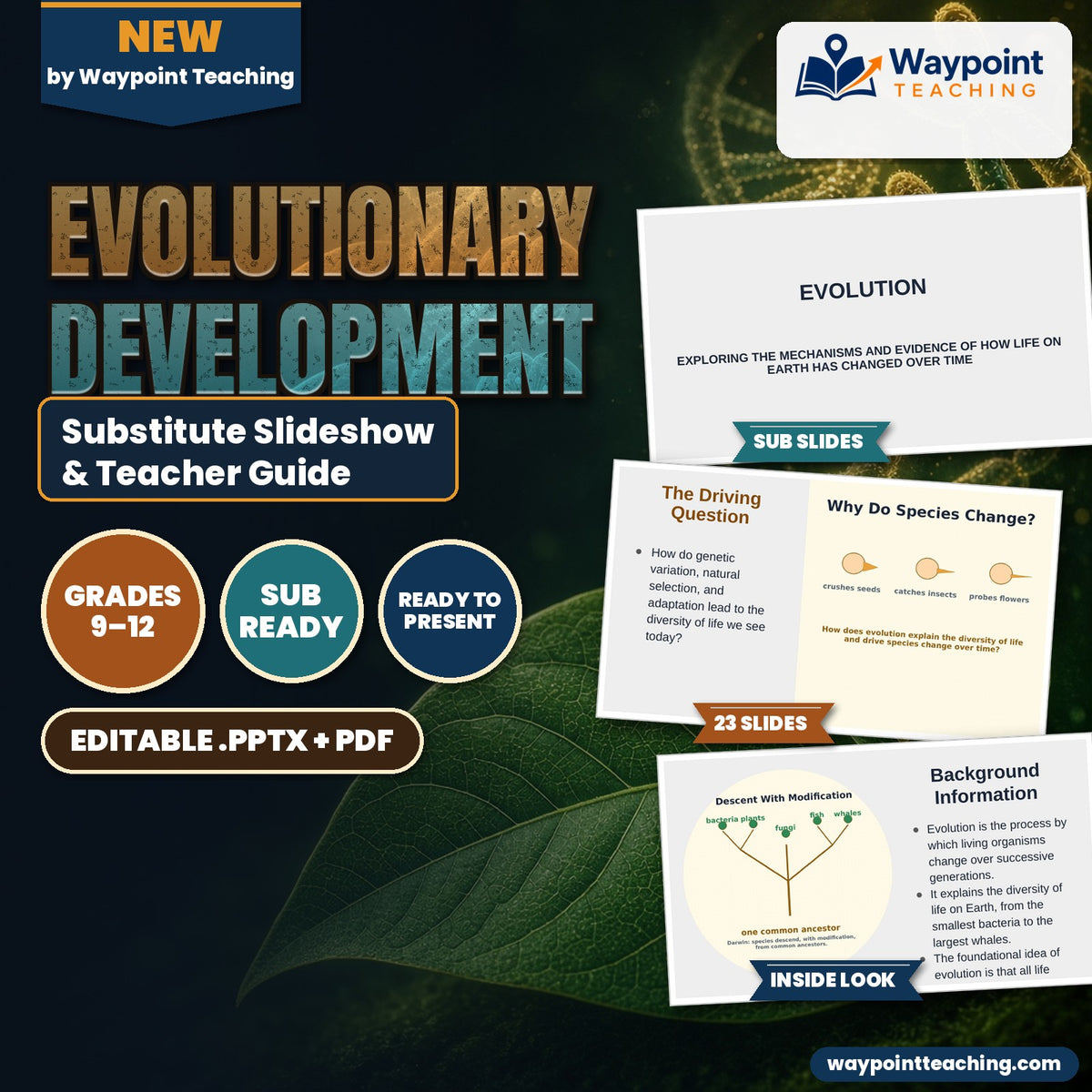 Evolutionary Development Substitute Slideshow & Teacher Guide cover