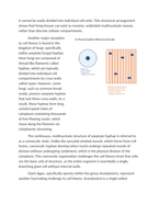 Exceptions to Cell Theory: Syncytia and Striated Muscle Tissues Reading Worksheet sample page