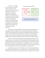 Free Radicals and Cellular Antioxidant Mechanisms Reading Worksheet sample page