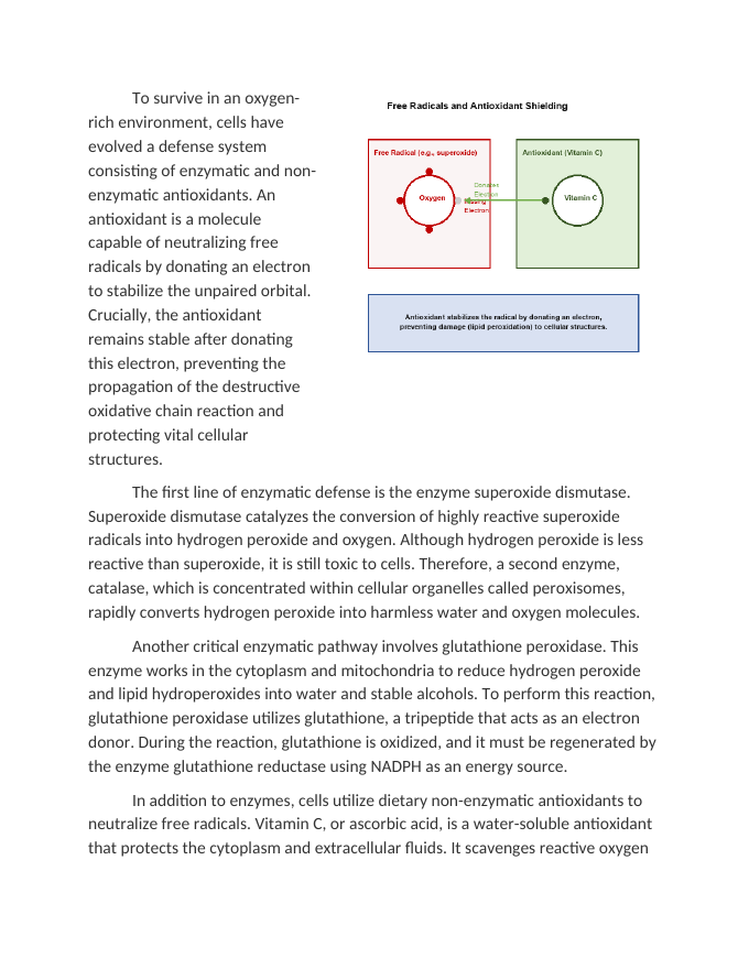 Free Radicals and Cellular Antioxidant Mechanisms Reading Worksheet sample page