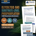 Glycolysis and Substrate-Level Phosphorylation: Hexokinase Priming, Fructose-1,6-Bisphosphate Cleavage, and Pyruvate Decarboxylation CER Phenomena Worksheet cover