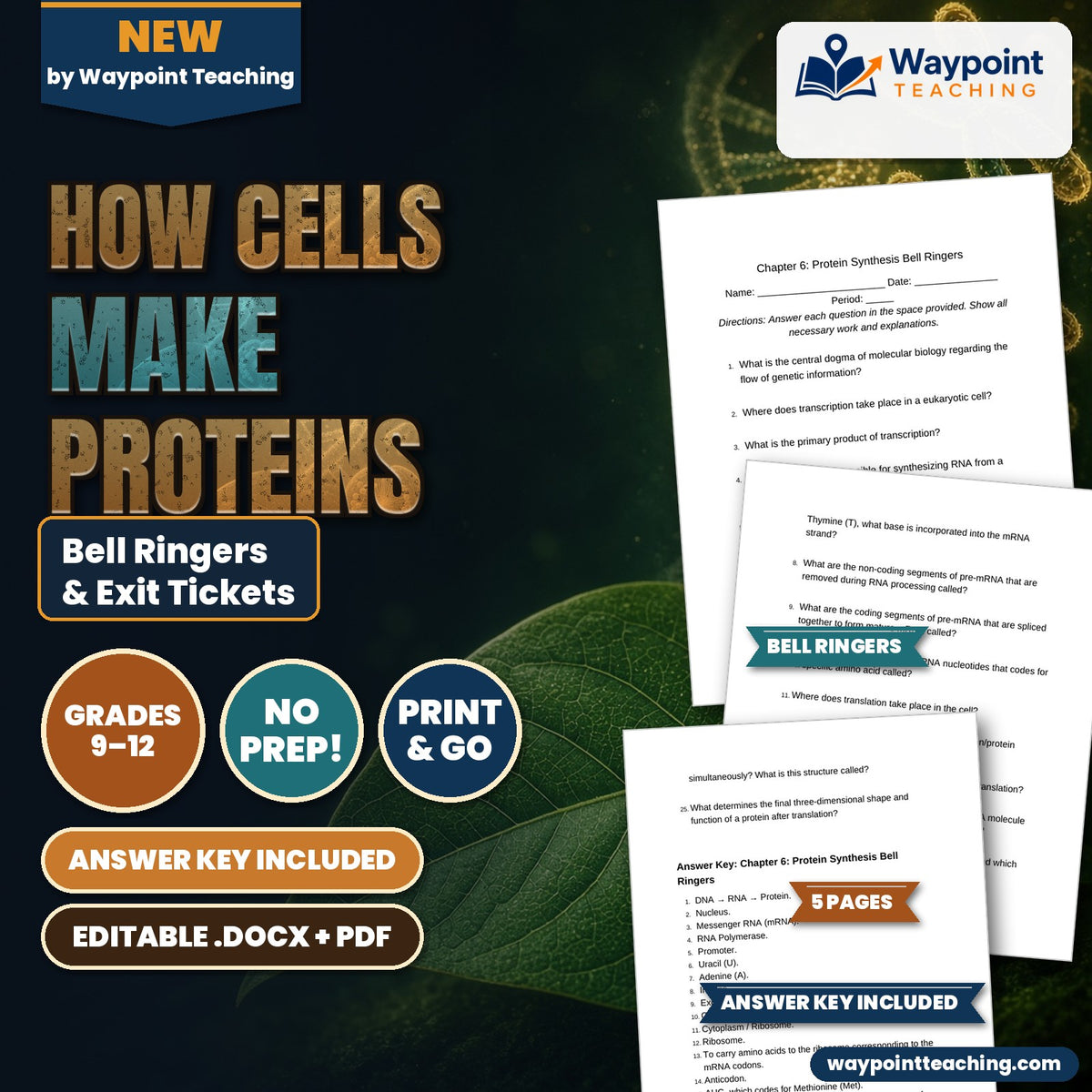 How Cells Make Proteins Bell Ringers & Exit Tickets cover