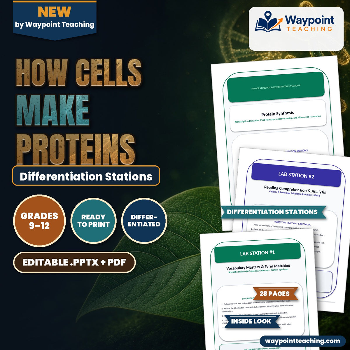 How Cells Make Proteins Differentiation Stations cover