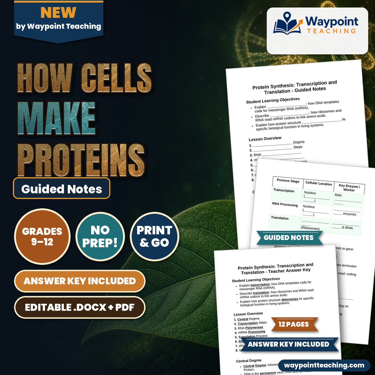How Cells Make Proteins Guided Notes cover
