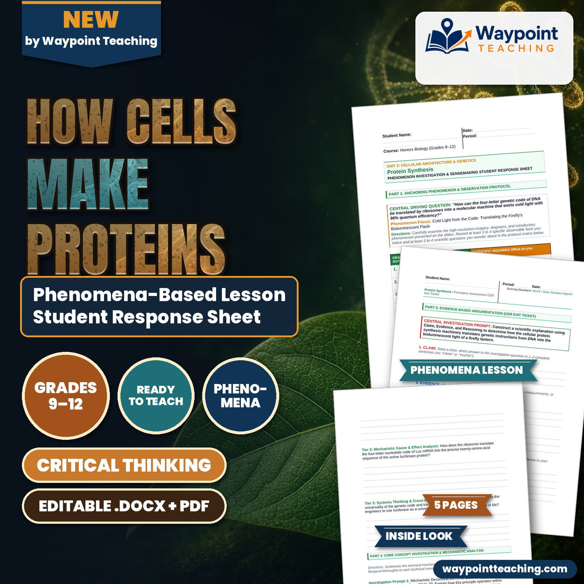 How Cells Make Proteins Phenomena-Based Lesson: Cold Light from the Code: Translating the Firefly's Bioluminescent Flash Student Response Sheet cover