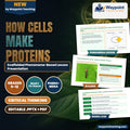 How Cells Make Proteins Scaffolded Phenomena-Based Lesson: Cold Light from the Code: Translating the Firefly's Bioluminescent Flash Presentation cover