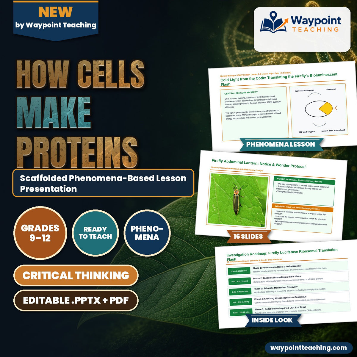 How Cells Make Proteins Scaffolded Phenomena-Based Lesson: Cold Light from the Code: Translating the Firefly's Bioluminescent Flash Presentation cover