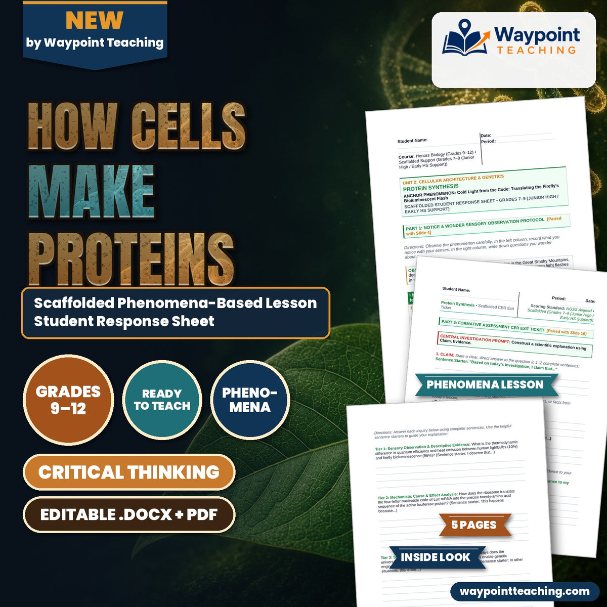 How Cells Make Proteins Scaffolded Phenomena-Based Lesson: Cold Light from the Code: Translating the Firefly's Bioluminescent Flash Student Response Sheet cover
