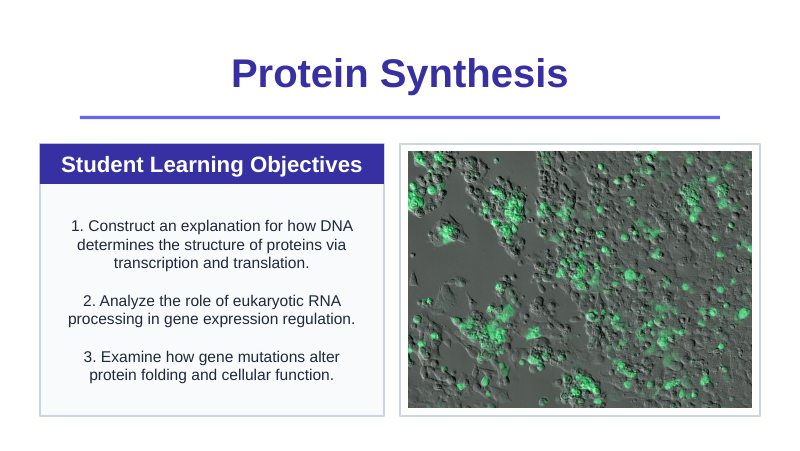How Cells Make Proteins Slide Show Presentation sample page