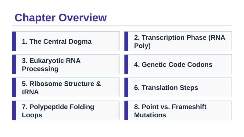 How Cells Make Proteins Slide Show Presentation sample page